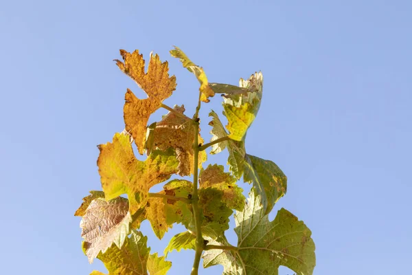 Detalj Vingården Nahe Regionen Tyskland Indiska Sommarfärger — Stockfoto