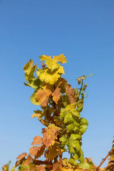 Detalle Del Viñedo Región Nahe Alemania Colores Indios Verano —  Fotos de Stock