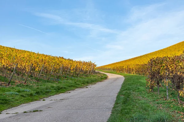 Sentier Dans Vignoble Moselle Près Trittenheim Allemagne — Photo