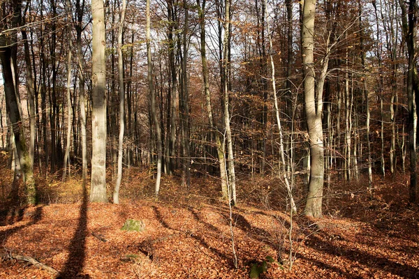 Detail German Dense Wild Foret Harmonic Structure Trees Indian Summer — Stock Photo, Image