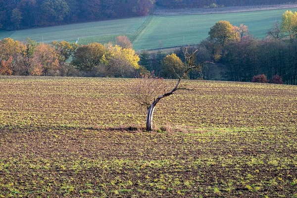 Viejo Árbol Muerto Solo Campo Como Símbolo Edad Soledad — Foto de Stock