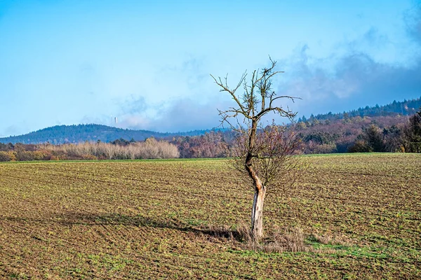 Oude Dode Boom Alleen Het Veld Als Symbool Voor Leeftijd — Stockfoto