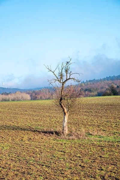 在田野里孤独的一棵老枯树 象征着年龄和孤独 — 图库照片
