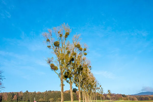 Bolas Muérdago Navidad Verde Árbol — Foto de Stock