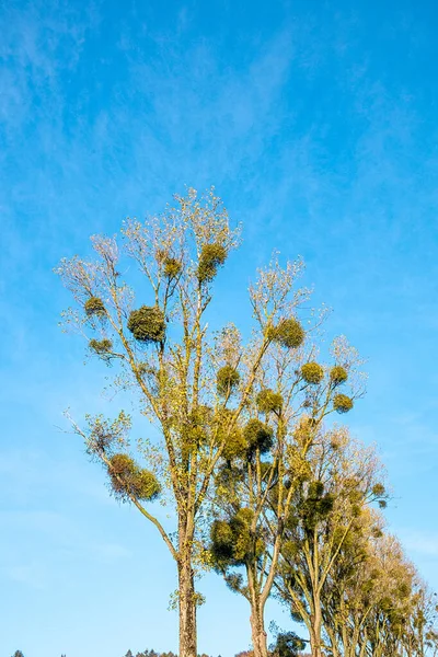 Green Christmas Mistletoe Balls Tree — Stock Photo, Image