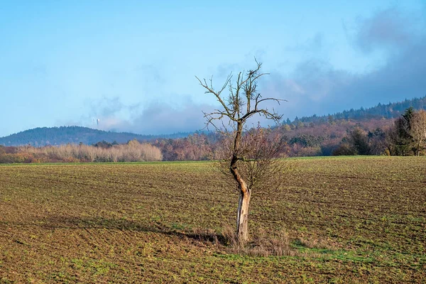 Alter Toter Baum Allein Auf Dem Feld Als Symbol Für — Stockfoto