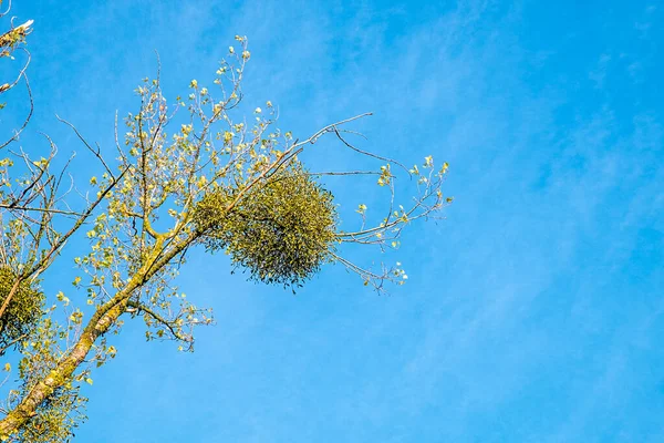 Grön Jul Mistel Bollar Ett Träd — Stockfoto