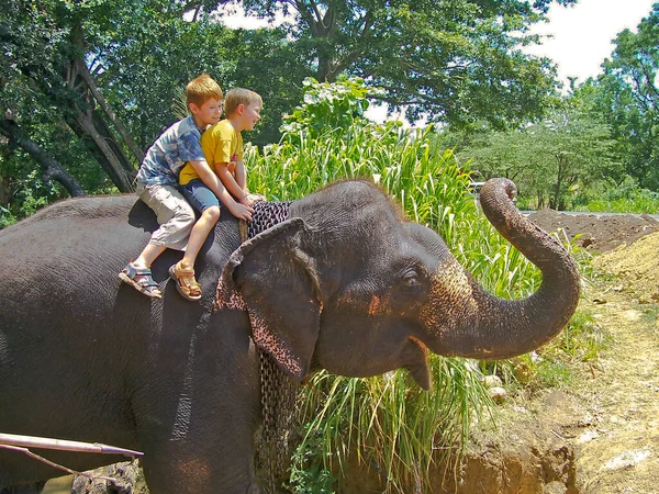 Stattliche Jungen Die Auf Dem Rücken Eines Elefanten Reiten — Stockfoto