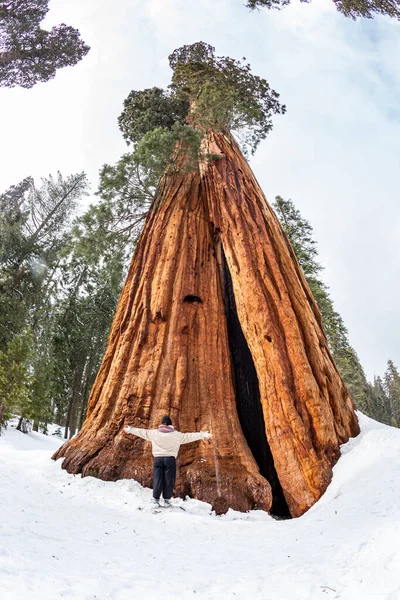 Knappe Man Voor Een Sequoia Boom Sneeuw — Stockfoto