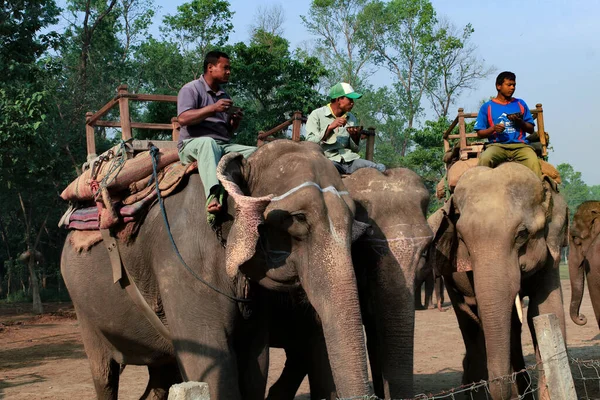 Chitwan Nepal Marzo 2014 Mahuts Safari Elefantes Parque Nacional Chitwan — Foto de Stock