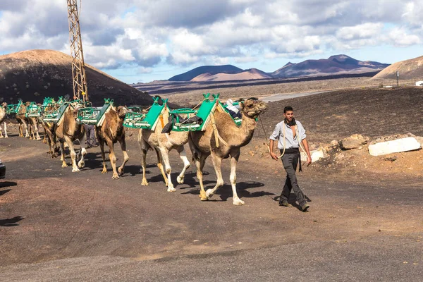 2014年11月14日 西班牙亚伊扎 骆驼向导和骆驼商队在兰萨罗特的蒂曼法亚国家公园向骆驼农场走去 — 图库照片