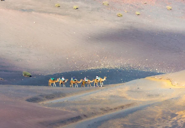 Yaiza Spanyolország November 2014 Turisták Egy Teve Szafari Timanfaya Nemzeti — Stock Fotó