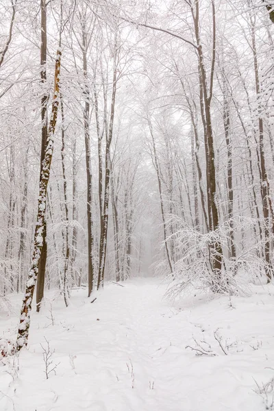 Winterlandschaft Wald Mit Weiß Bewachsenen Bäumen Deutschland — Stockfoto