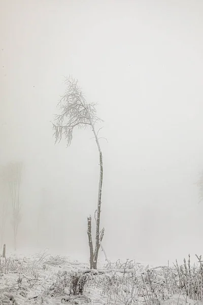 Vinterlandskap Skog Med Vita Täckta Träd Tyskland — Stockfoto