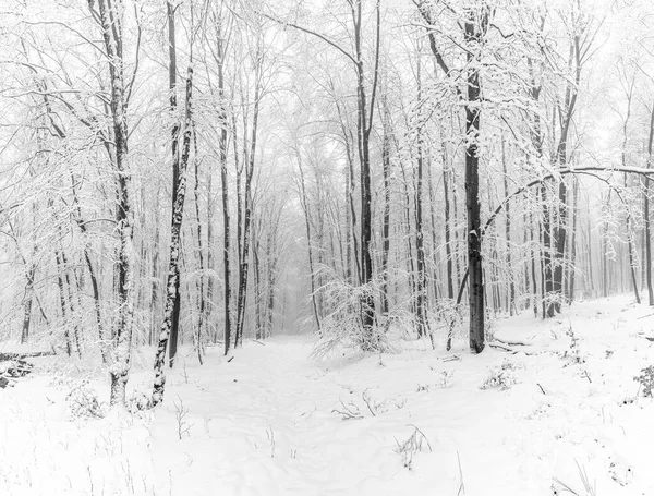 Vinterlandskap Skog Med Vita Täckta Träd Tyskland — Stockfoto