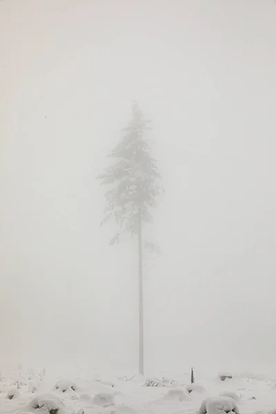 Paisagem Inverno Floresta Com Árvores Brancas Cobertas Alemanha — Fotografia de Stock