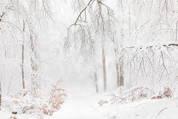 Paisaje Invernal Bosque Con Árboles Blancos Cubiertos Alemania — Foto de Stock