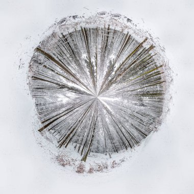 Almanya 'nın Wiesbaden kentindeki Platte Ormanı' nda manzaralı bir kış manzarası