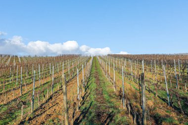 vineyard in winter time with vine plants clipart