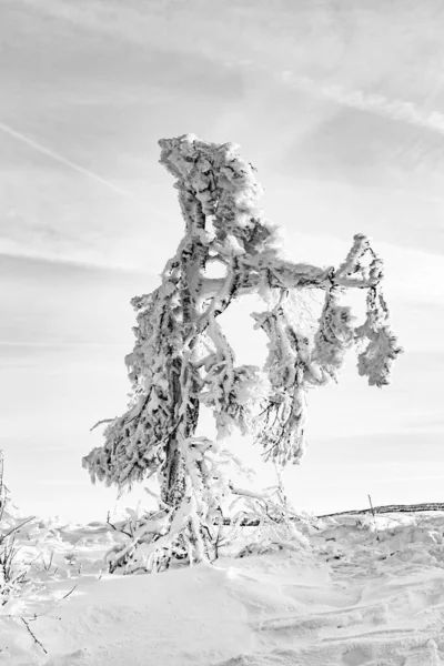 Solsken Vintern Lugnt Bergslandskap Med Vackra Gran Träd Sluttningen Vid — Stockfoto