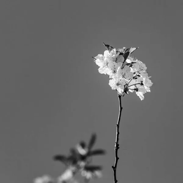 Appelboom Bloeiende Tak Blauwe Lucht — Stockfoto