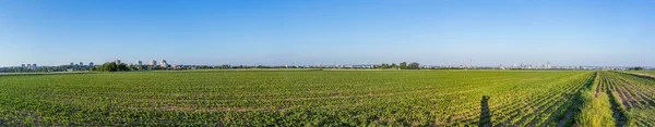 Panoramiczny Widok Frankfurt Nad Menem Horyzoncie — Zdjęcie stockowe