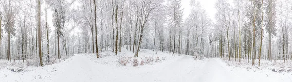 Naturskönt Vinterlandskap Vid Platte Skogen Wiesbaden Tyskland — Stockfoto