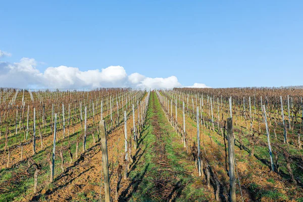 Vigneto Inverno Con Piante Vite — Foto Stock