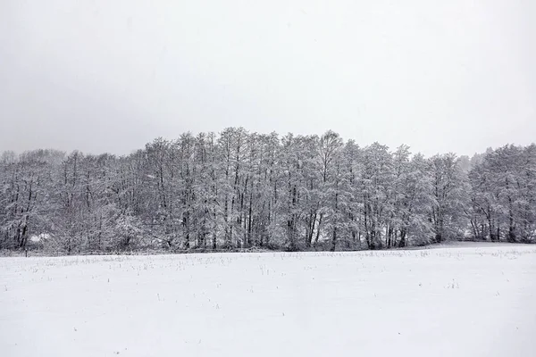 Paisagem Inverno Branco Com Árvores Florestais Horizonte — Fotografia de Stock