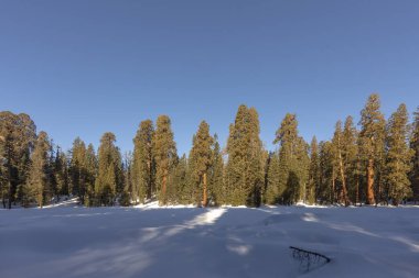 Mavi gökyüzünün altında eski güzel sekoya ağaçları