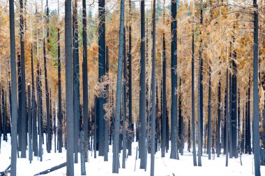 Yosemite Vadisi 'nin karlı ve ağaçlı manzarası orman yangınıyla yandı, ABD