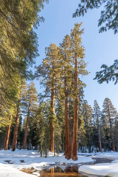 Hermosos Árboles Secoya Viejos Bajo Cielo Azul Invierno Con Nieve — Foto de Stock