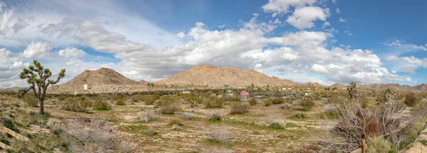 Landscape Joshua Trees Desert California — Stock Photo, Image