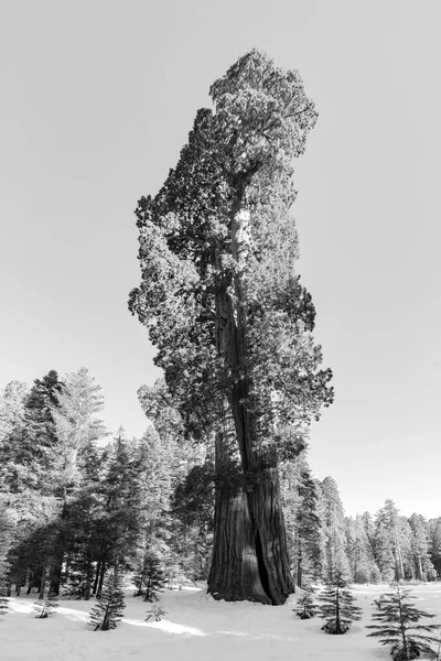 Όμορφα Παλιά Δέντρα Sequoia Κάτω Από Τον Γαλάζιο Ουρανό — Φωτογραφία Αρχείου