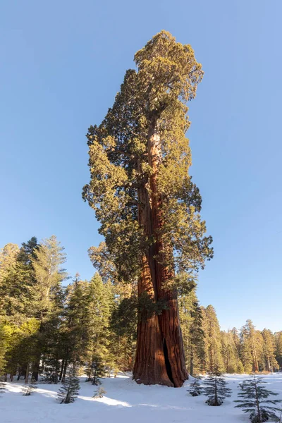 Bellissimi Vecchi Alberi Sequoia Sotto Cielo Blu — Foto Stock