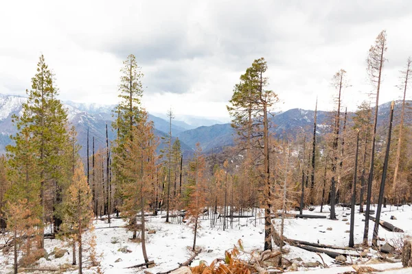 Вид Долину Йосеміті Снігом Деревами Спаленими Під Час Пожежі Лісі — стокове фото