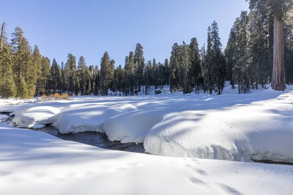 Mooie Oude Sequoia Bomen Onder Blauwe Hemel Winter — Stockfoto