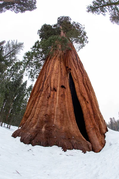 Vecchio Enorme Albero Sequoia Nella Neve Nel Parco Nazionale Albero — Foto Stock