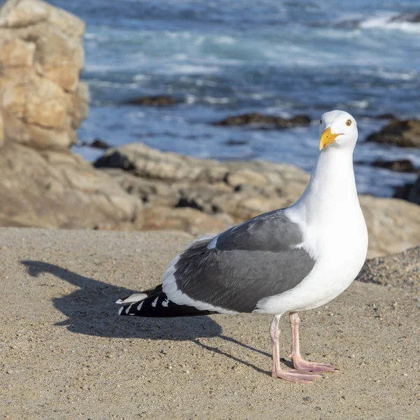 California Gull Rests Rocky Coast Monterey — Stock Photo, Image