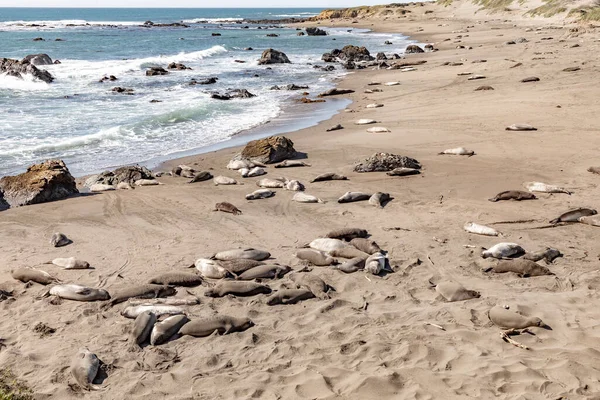 Trötta Avkopplande Sälar Stranden San Simeon — Stockfoto