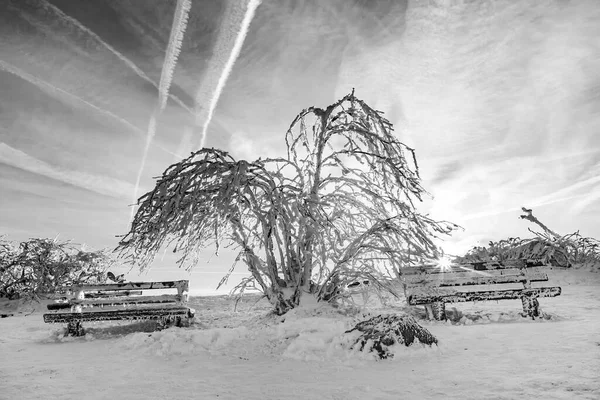 Solsken Vintern Lugnt Bergslandskap Med Vackra Gran Träd Sluttningen Vid — Stockfoto