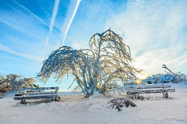 Sunshine under the winter calm mountain landscape with beautiful fir trees on slope at Feldberg Mountain in Hesse, Germany