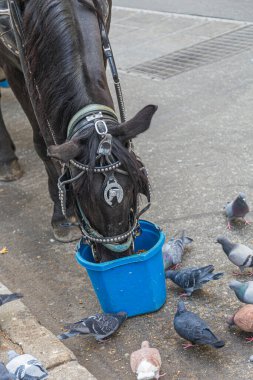 At ve güvercinler plastik bir su kovasından su içiyorlar.