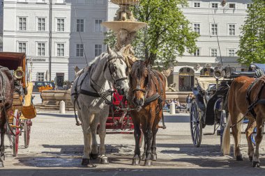 Salzburg, AUSTRIA - 21 Nisan 2015: Avusturya 'nın eski Salzburg kentinde at arabaları turizm gezilerine hazırlar.