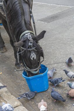 New York, ABD - 21 Ekim 2015: At ve güvercinler plastik bir su bidonundan içme suyu.