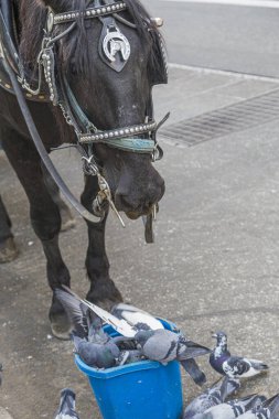 New York, ABD - 21 Ekim 2015: At ve güvercinler plastik bir su bidonundan içme suyu.