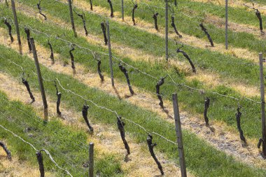 Baharda yeşil çimenli üzüm bağının ayrıntıları
