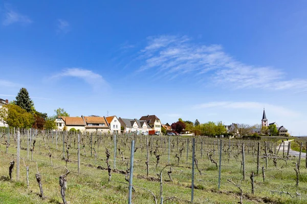 Vineyard Old Winery Buildings Hochheim Germany Spring Time — Stock Photo, Image