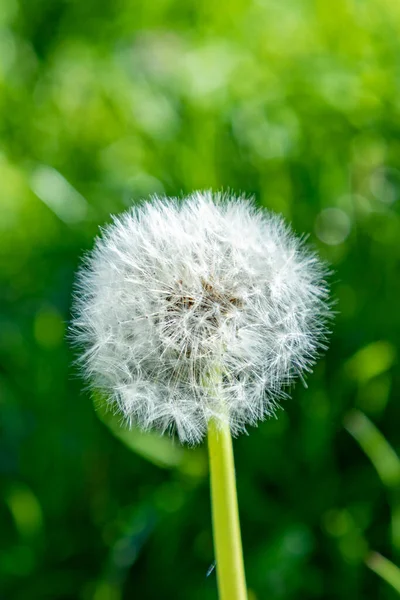 Detail Van Paardebloem Het Voorjaar Het Weitje — Stockfoto