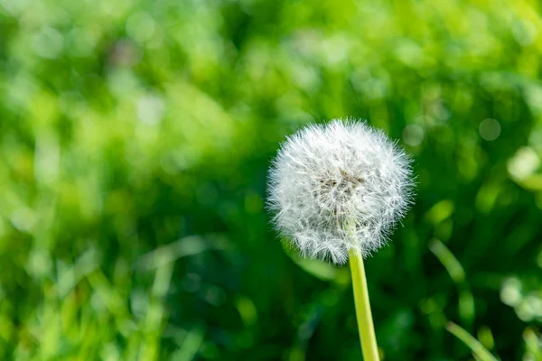 Detail Dandelion Spring Time Meadow — Stock Photo, Image